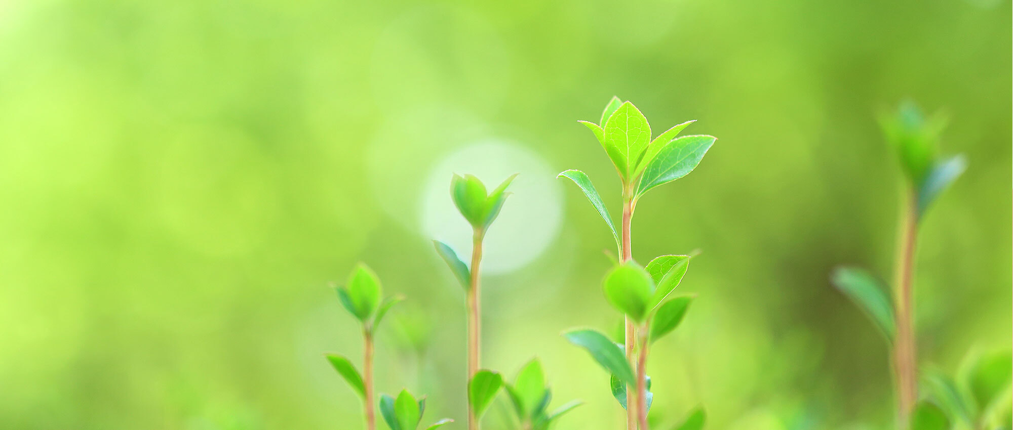 板橋区上板橋、上板橋駅、調剤薬局、漢方薬相談